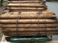 �T���v���摜